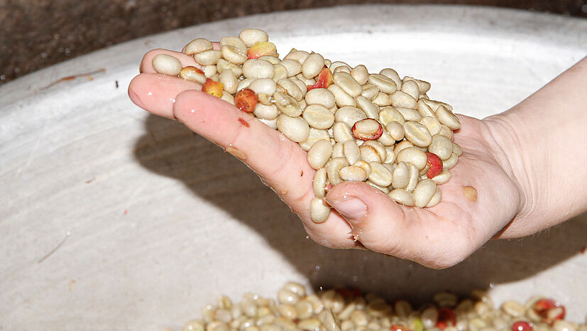 Nach dem Schälen sind die Kaffeebohnen noch nass und glitschig. Die Mitglieder von RAOS lassen sie im Schnitt noch 14 Stunden fermentieren, um die schleimigen Reste des Fruchtfleisches zu lösen.