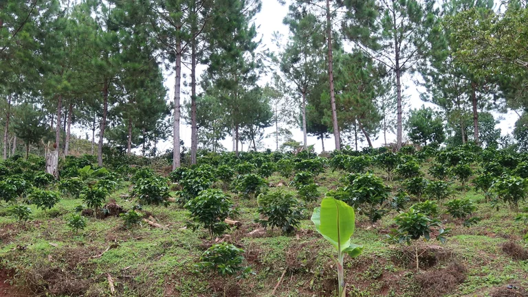 Junge Kaffeepflanzen stehen zwischen Bäumen