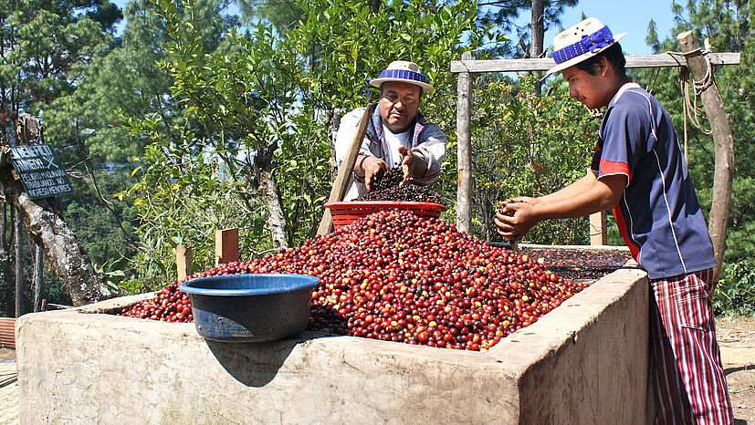 Von FEDECOCAGUA in Guatemala kam vor 44 Jahren auch der erste fair gehandelte Kaffee nach Deutschland. Der Bio-Kaffee des Genossenschaftsverbandes ist u. a. in GEPA-Außer-Haus-Klassikern enthalten.