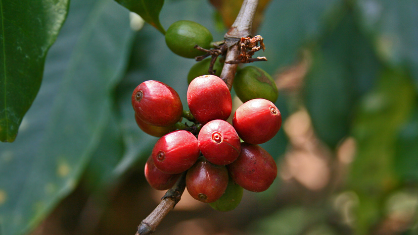 Mit seinem HREDD-Fonds (Human Rights and Environmental Due Diligence) fördert das Bundesministerium für wirtschaftliche Zusammenarbeit und Entwicklung u.a. die GEPA und ihre Kaffeepartner bei der Einhaltung der Maßnahmen der EU-Verordnung zu entwaldungsfreien Lieferketten.