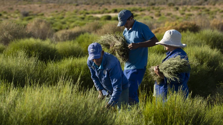 Drei Personen, alle in blauer Arbeitskleidung, bei der Ernte auf einem Rooibos-Feld
