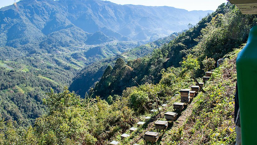 Bienenstöcke unseres Handelspartners Guaya'b in Guatemala |
