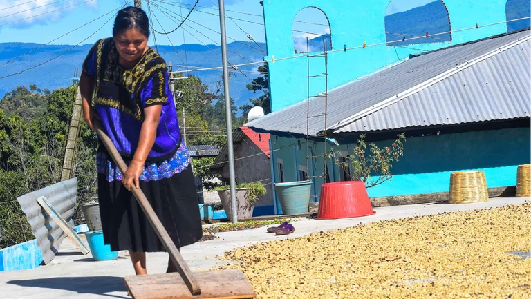 Frau bewegt auf dem Boden trocknende Kaffeebohnen mit einer Art Besen aus Holz. Im Hintergrund sind ein türkisfarbenes Gebäude und eine Hügellandschaft zu sehen.