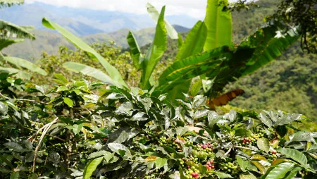 Bilder einer Kaffeepflanze in den Bergen Perus