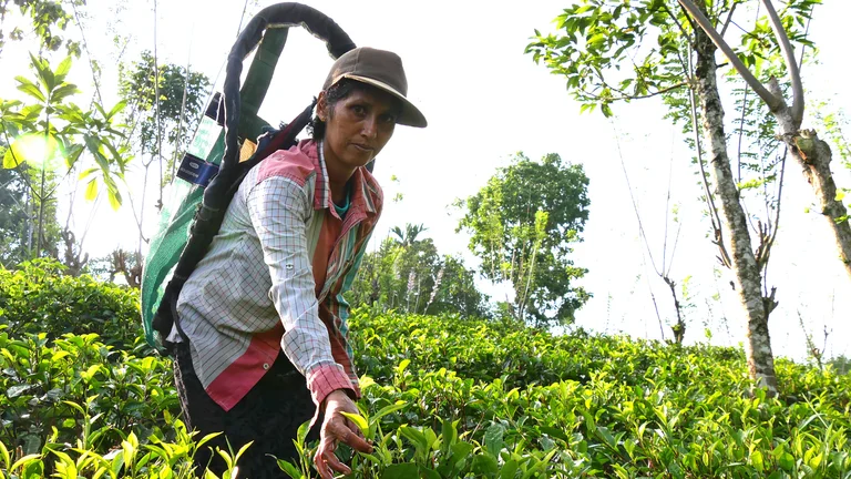 Sumithra beim Teepfl&uuml;cken.