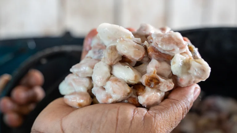Hand hält frisch geerntete Kakaobohnen, die noch in glitschigem Fruchtfleisch stecken.