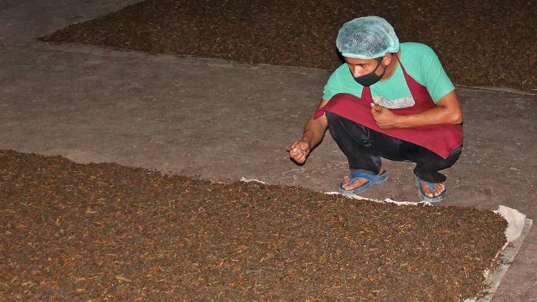 Person mit Haarnetz und Schürze beugt sich zu den bräunlich fermentierten Teeblättern.