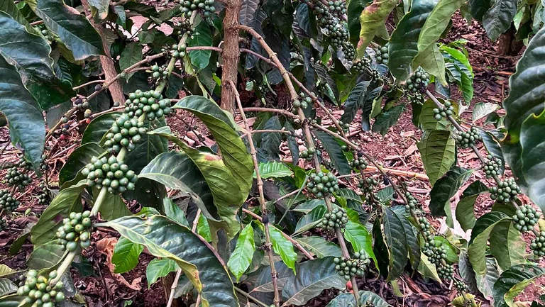 Kaffeepflanze mit vielen gr&uuml;nen Kaffeekirschen daran