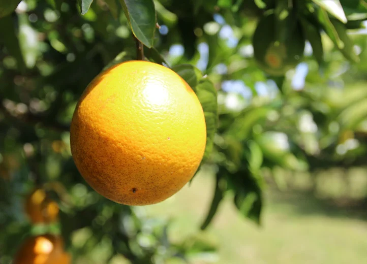 Nahaufnahme einer Orange am Baum, auf die die Sonne scheint
