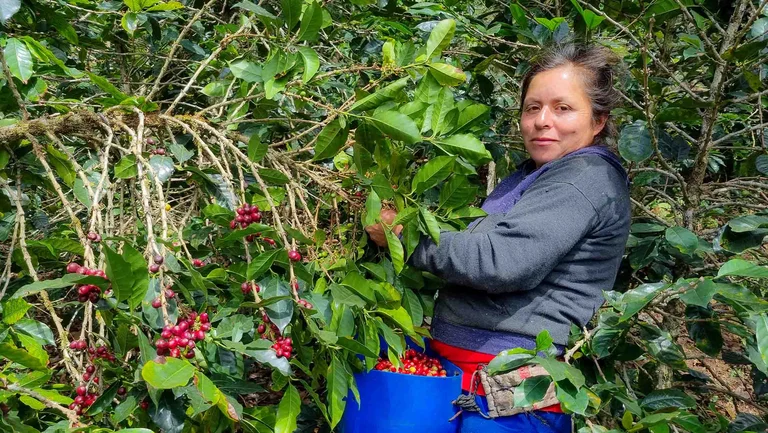 Kaffeebäuerin bei der Ernte an Kaffeesträuchern. Vor sich hat sie einen Behälter geschnallt mit vielen roten Kaffeekirschen darin.