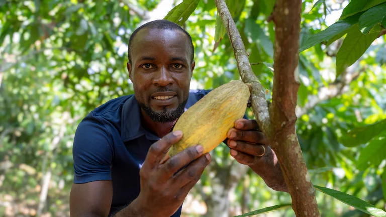 Mann h&auml;lt eine gelbe Kakaoschote in H&auml;nden, die noch am Baum h&auml;ngt. Er blickt in die Kamera.