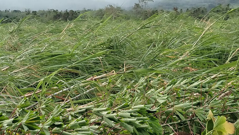 Das Zuckerrohr hätte bald geerntet werden können, ehe Super-Taifun „Odette“ gewütet hat. | Foto: ATPI
