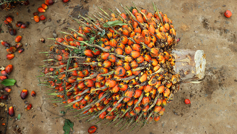 Von den eng gewachsenen Trieben müssen die Palmfrüchte noch getrennt werden…