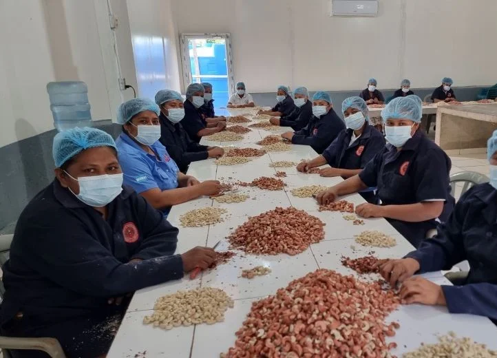 Frauen in Arbeitskitteln, mit Haarnetzen und Mundschutz sitzen um einen langen Tisch und bearbeiten N&uuml;sse mit Messern.
