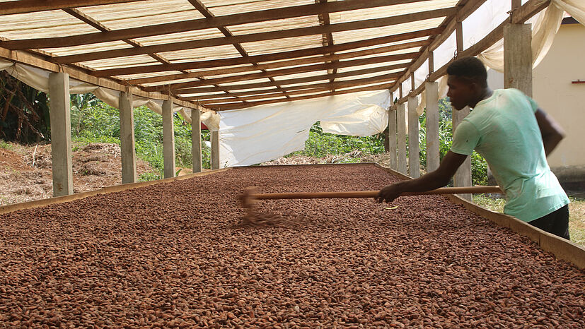 Für den Rohkakao erhalten die Kakaobauern bei CECAQ-11 auf São Tomé faire Preise über Weltmarktpreis und auch über Fairtrade-Standards.