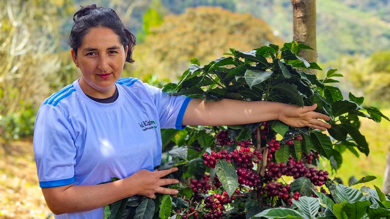 Frau zeigt rote Kaffeekirschen an einem Strauch.
