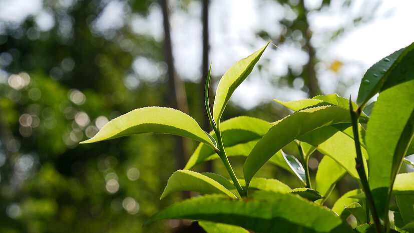 Tee ist eine komplexe Pflanze mit vielen verschiedenen Aromen. Bisher wurden in Schwarztee 350 und in Grüntee 700 verschiedene Aromastoffe gefunden.