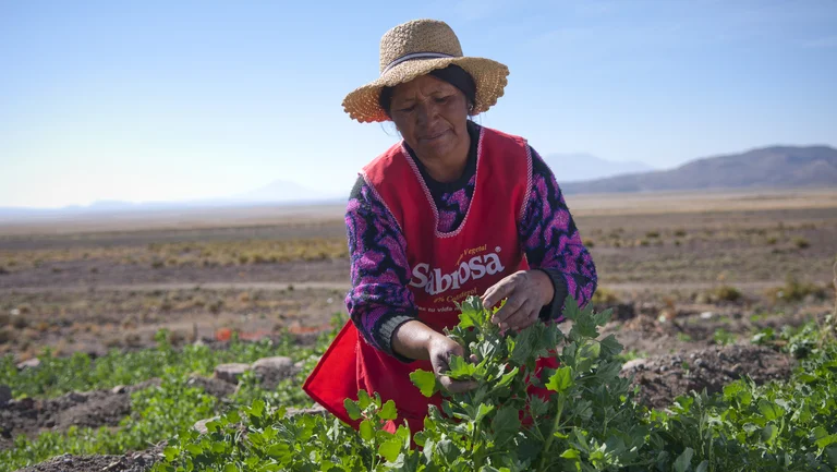 Quinoa-B&auml;uerin mit Sonnenhut auf einem Feld. Sie arbeitet an einer Pflanze.