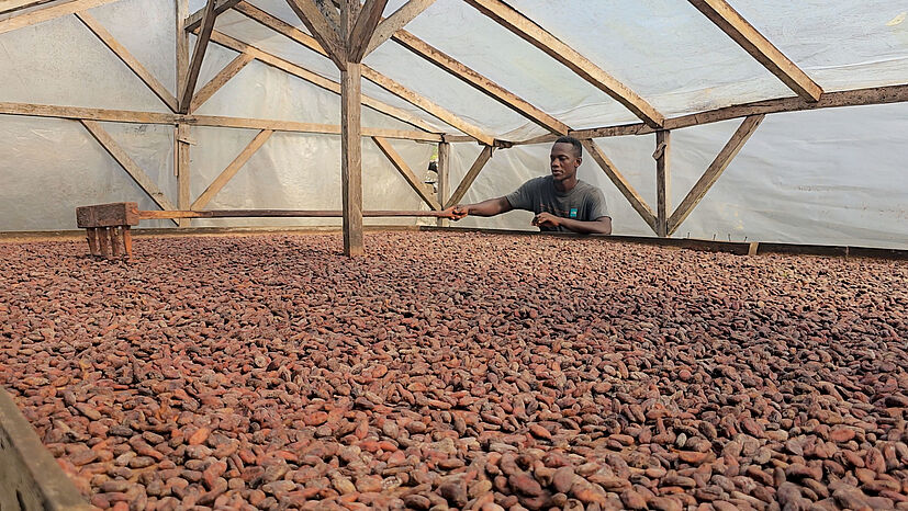 Valdemiro Baia ist Mitglied bei Agua Izé, der ältesten Unterkooperative von CECAQ-11. Hier zu sehen an einem Trockentisch für Kakaobohnen.