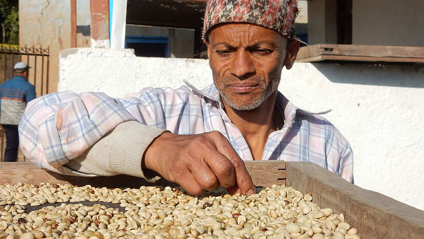 Kaffee in diesem Verarbeitungsstadium nennt man „Pergamino“. Kaffeeproduzent Makunda Echerye prüft, ob die Bohnen trocken genug sind, um sie für die weitere Verarbeitung nach Kathmandu zu transportieren.