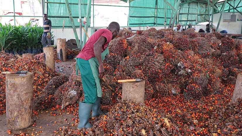 Exportkunden wie die GEPA zahlen Serendipalm eine Fair-Handelsprämie.