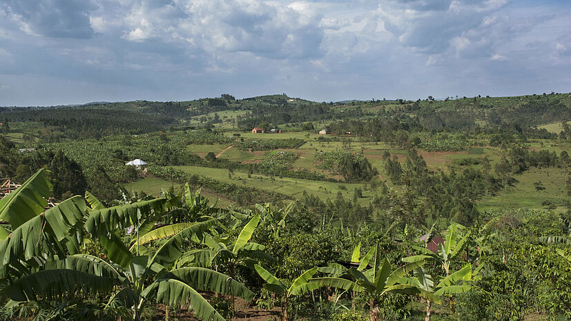 Ein funktionierendes Ökosystem ist für den Anbau von Kaffee von zentraler Bedeutung. Mischkulturen mit Schattenbäumen sind weniger stressanfällig, benötigen weniger externe Inputs wie Dünger, konservieren Wasser und Boden und ermöglichen gleichzeitig eine größere Artenvielfalt. So leistet der Faire Handel in Kombination mit Bio-Anbau wie hier in Uganda einen wertvollen Beitrag zum Klimaschutz. | Foto: GEPA – The Fair Trade Company / Christian Nusch 