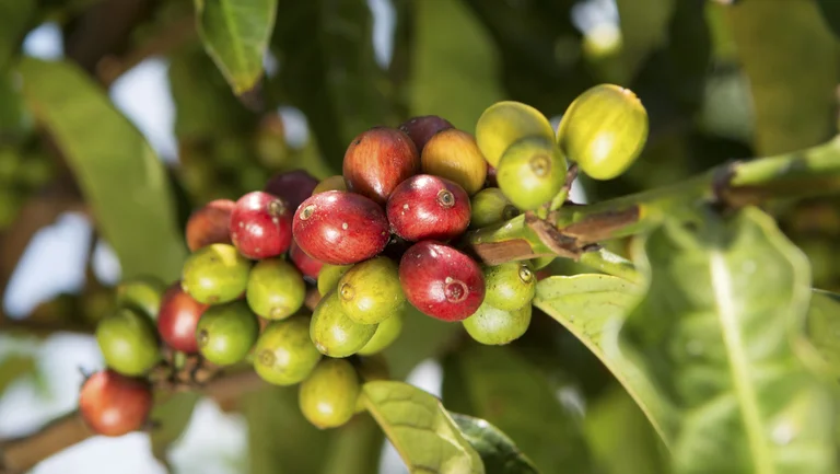 Kaffeekirschen am Baum, unterschiedlich reif, umgeben von Blättern.