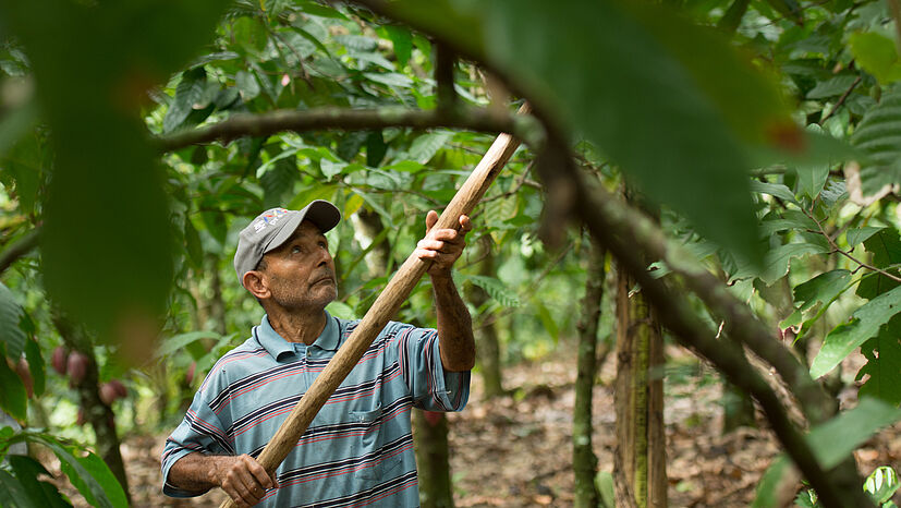 Kakaobäuer*innen wie Ramon müssen sich aufgrund von anhaltenden Dürren in der Dominikanischen Republik auf empfindliche Ernteausfälle einstellen.