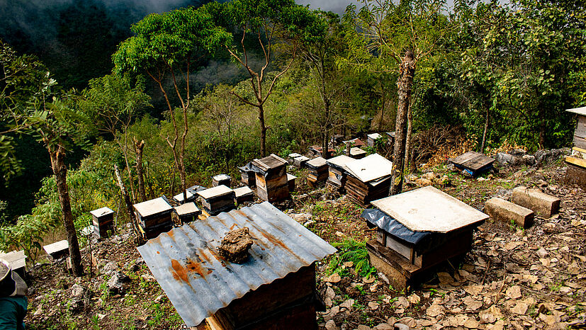 Die Bienenstöcke sind oft an schwer zugänglichen Orten aufgestellt und brauchen daher wenig Ressourcen. | Foto: GEPA – The Fair Trade Company / Nova TV Guatemala