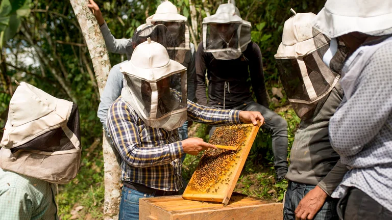 Sechs Imker stehen um einen Bienenstock herum. Ein Imker hält eine Bienenwabe voll mit Bienen in der Hand und zeigt den anderen Männern etwas.