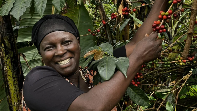 Eine Frau greift nach Kaffeekirschen am Strauch und l&auml;chelt in die Kamera.