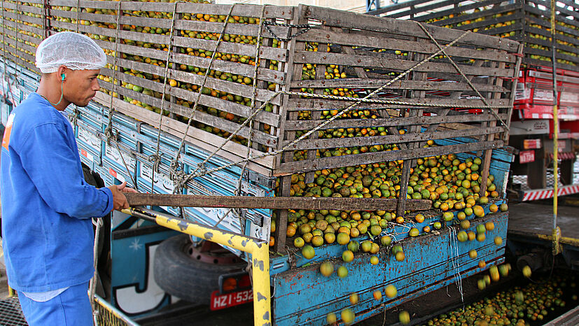 Seit 2015 wird das Orangensaftkonzentrat von COOPEALNOR bei Tropfruit ohne Mengenausgleich produziert. – Das erfordert eine genaue Produktionsplanung, da die Orangen von COOPEALNOR nicht mit anderen Orangen vermischt werden dürfen. Mindestens acht LKW müssen an einem Tag Orangen anliefern. Nur so kommt die Menge an Früchten zusammen, die für die exklusive Charge ohne Mengenausgleich in der Konzentratfabrik benötigt wird.