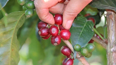 Nahaufnahme: Hand pflückt rote Kaffeekirschen vom Strauch