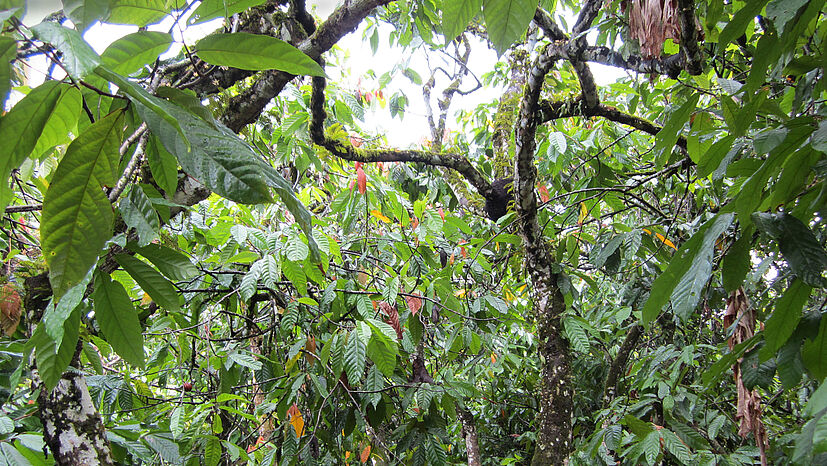 Baumschnitt ist ein gut bezahlter Job. Nach der Ernte müssen die Kakaobäume zurückgeschnitten und das Laub im Wald verteilt werden, als ökologischer Dünger und Bodenschutz.