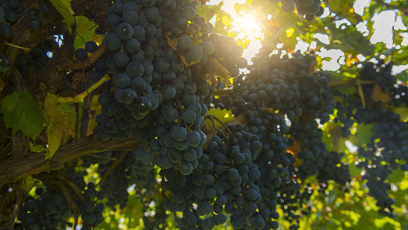 Die Weinreben geben dem Boden mit ihren Wurzeln Halt und schützen vor Erosion, was vor allem an den Hängen der Berge besonders wichtig ist.