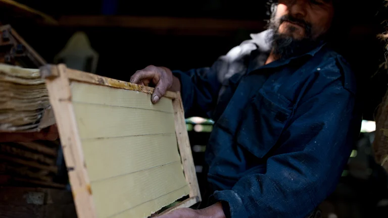 Ein Mann hält eine in einen Rahmen eingespannte Bienenwabe