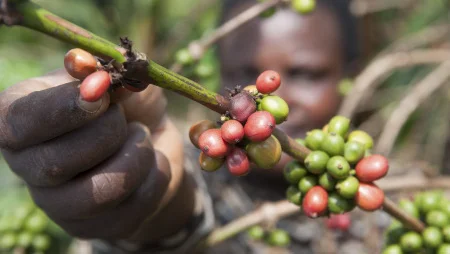 Nahaufnahme von Kaffeekirschen an einem Strauch. Aus dem Hintergrund kommt eine Hand zum Pflücken, die Person ist nur unscharf zu sehen.