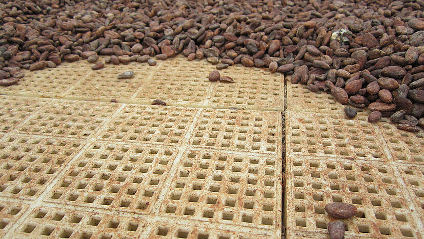 Die Bohnen liegen beim Trocknen auf einer speziellen Schicht aus Kunststoff, die in regelmäßigen Abständen Löcher hat. So werden die Kakaobohnen von unten gut belüftet. 