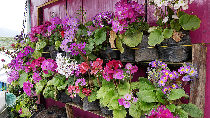 Die Menschen hier lieben Blumen: Vor fast jedem Haus in Samabeong – und sei es noch so klein – sieht man eine wunderschöne bunte Blumenpracht.