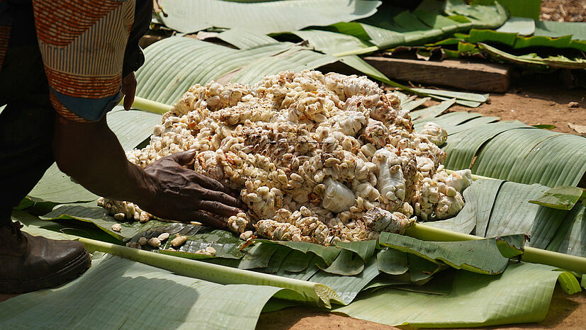 Das Innere der Kakaoschoten (die Kakaosamen) wird auf Bananenblättern ausgelegt und abgedeckt, um so  mehrere Tage zu fermentieren. Dabei zersetzt sich das Fruchtfleisch und es bilden sich Vorstufen des späteren typischen Kakaogeschmacks.