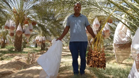 Mann in einer Pflanzung mit Dattelpalmen. Um die Dattelb&uuml;ndel an den B&auml;umen h&auml;ngen wei&szlig;e S&auml;cke. Der Mann h&auml;lt in einer Hand einen solchen Sack, in der anderen ein B&uuml;ndel Datteln.