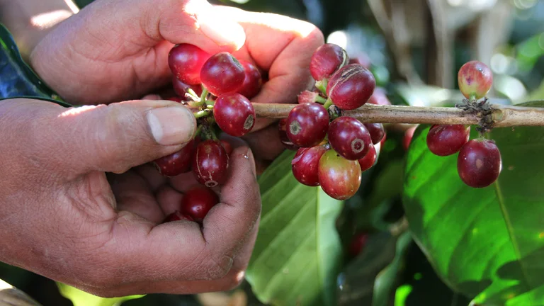 Nahaufnahme von Kaffeekirschen, die gepflückt werden, im Sonnenschein.