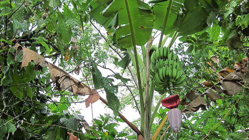 Im Garten blüht eine Bananenpflanze.