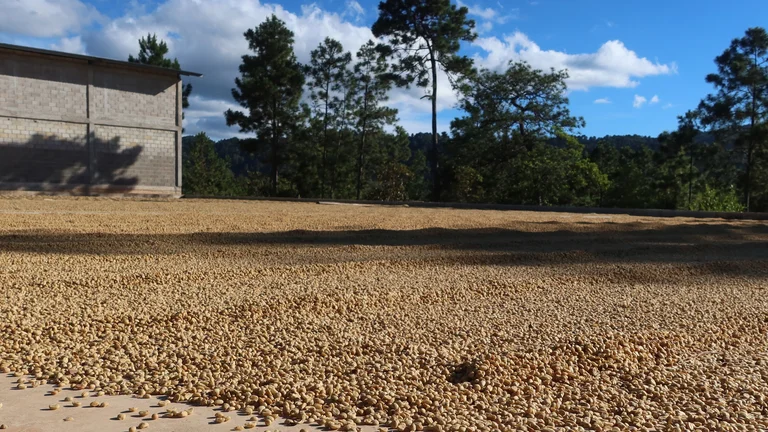 Auf einem Dach sind Kaffeebohnen gro&szlig;z&uuml;gig zum Trocknen ausgelegt