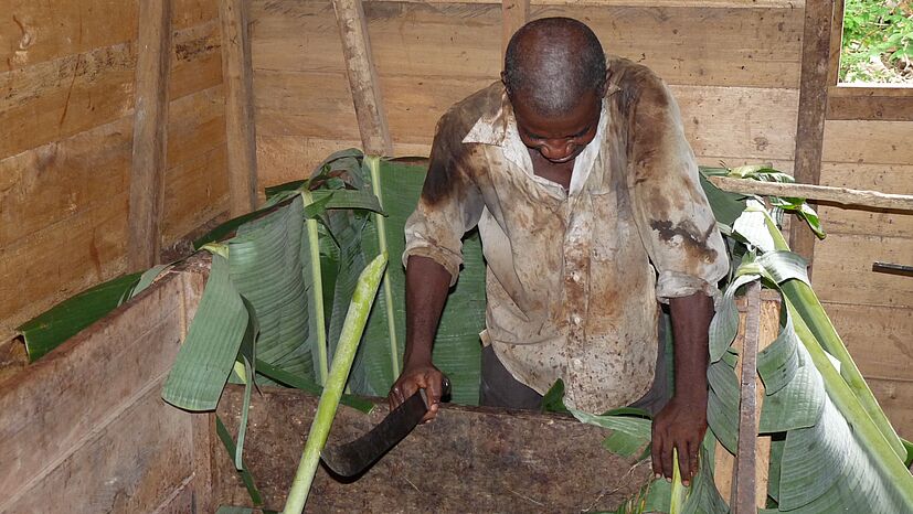 Ein Bauer bereitet eine Holzkiste vor, damit die Kakao-Bohnen der anderen Mitglieder darin fermentieren können. Dazu legt er den Innenraum der Kiste mit frisch geschnittenen Bananenblättern aus.