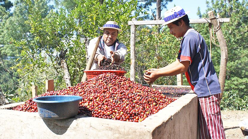 Mitglieder von FEDECOCAGUA in Guatemala sortieren die geernteten Kaffeekirschen von Hand. Einer von vielen Schritten, um exzellente Kaffeequalität zu gewährleisten. 
