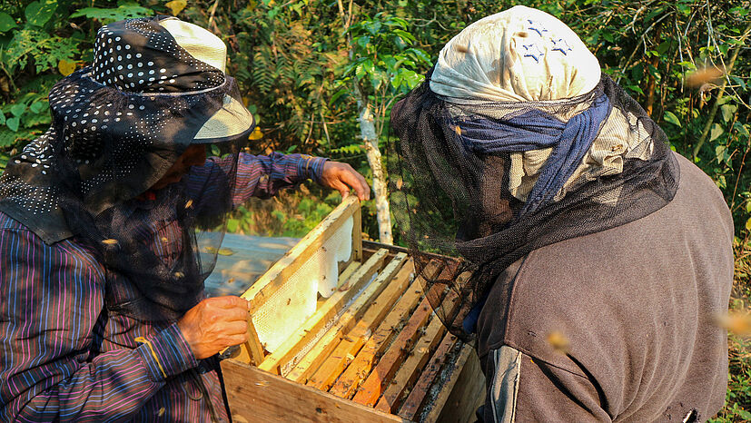 Nachdem die beide Hurrikane IOTA und ETA in Guatemala gewütet haben, hat die GEPA die Imker*innen der Kooperative COPICHAJULENSE bei der Finanzierung neuer Bienenstöcke und Werkzeuge für die Honigproduktion unterstützt.