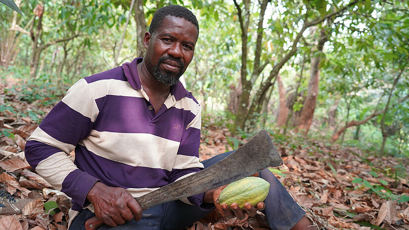 Kakaoanbau ist kein Kinderspiel, sondern harte und vor allem auch gefährliche, körperliche Arbeit. Das Aufschlagen der Kakaofrucht erfolgt mit einem gezielten, kräftigen Hieb. Leider ist es traurige Realität, dass viele Kinder auf Kakaoplantagen in Westafrika unter ausbeuterischen Bedingungen schuften müssen. Laut NORC-Studie der Universität Chicago werden 1,5 Millionen Kinder in Westafrika im Kakao-Anbau ausgebeutet. | Foto: GEPA –The Fair Trade Company / A. Welsing