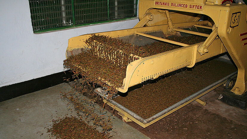 Danach wird der Tee durch Rüttelsiebe nach verschiedenen Blatt- und Broken-Graden sortiert.