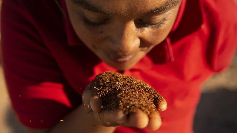 Nahaufnahmen von Rooibostee auf Handfläche, darüber ein Gesicht mit geschlossenen Augen.